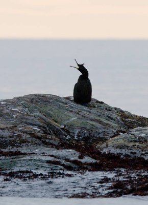 European Shag (Phalacrocorax aristotelis)