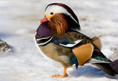 Mandarin Duck (Aix galericulata)