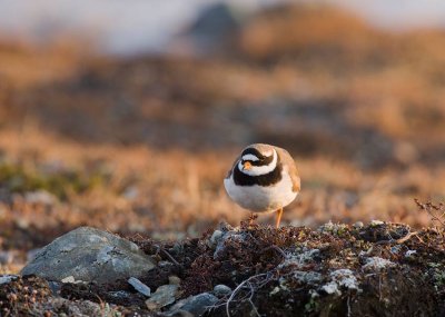 Common Ringed Plover (Charadrius hiaticula)