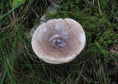 Grriska (Lactarius vietus)