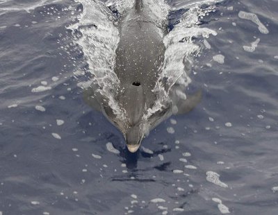 Fläckig delfin