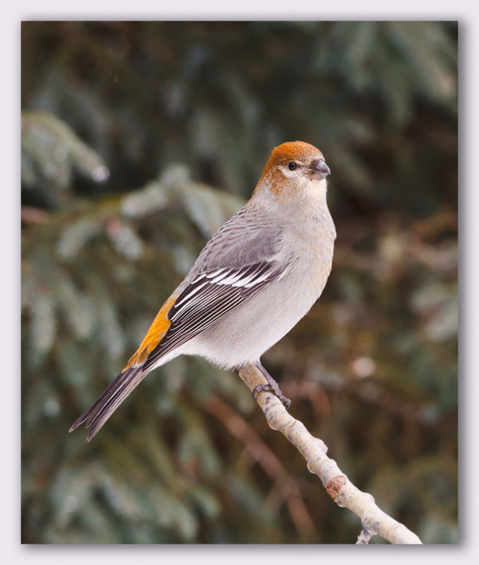 Pine Grosbeak/Durbec des sapins femelle, 1re anne