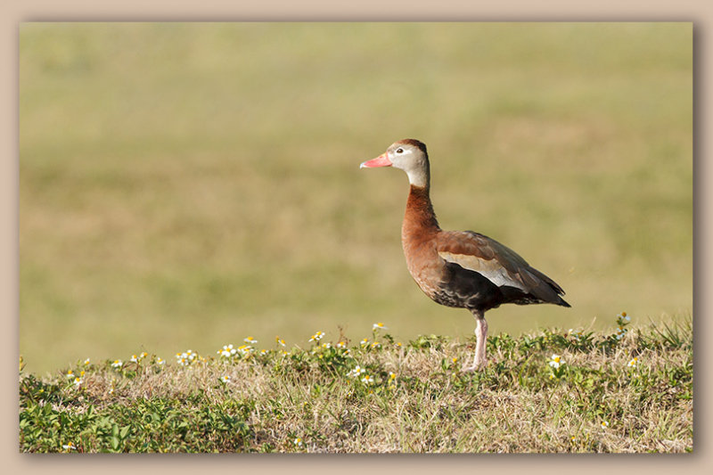 Black Bellied Whistling Duck/Dendrocygne, Venice Rookery Fl.