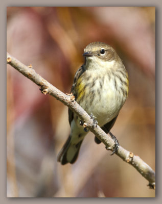 Yellow Rumped Warbler/Paruline à croupion jaune