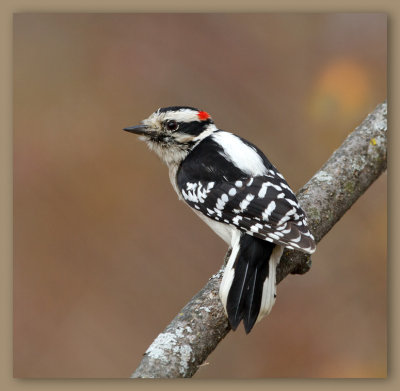 Hairy Woodpecker/Pic chevelu