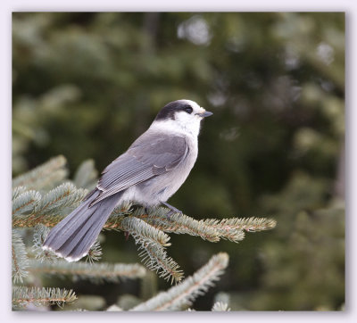 Gray Jay/Mésangeai du Canada