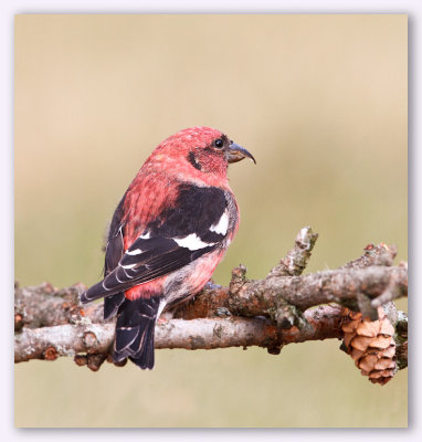 White winged Crossbill/Bec-croisé bifascié