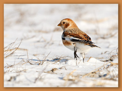 Snow Bunting/Plectrophane des neiges