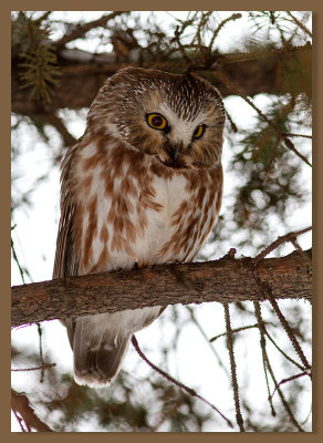 Northern Saw-Wet Owl/Petite Nyctale