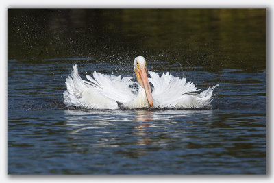 American White Pelican/Plican d'Amrique