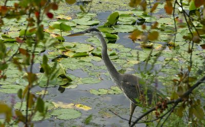 Heron  l'affut