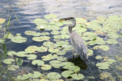 Heron et sa proie.