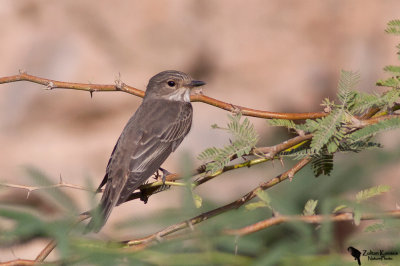 Spotted Flycatcher (Muscicapa striata)