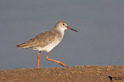 Redshank (Tringa totanus)