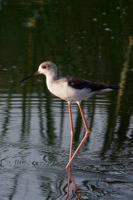 Common Stilt (Himantopus himantopus)