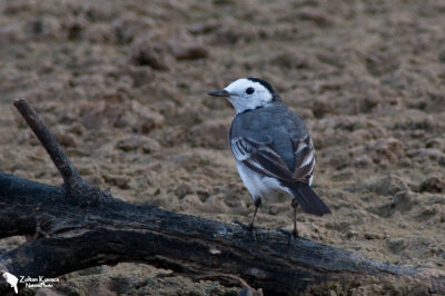 Pied Wagtail (Motacilla alba)