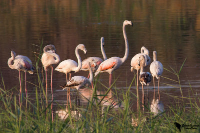 Greater Flamingo (Phoenicopterus roseus)