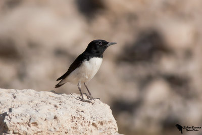 Hume's wheatear 