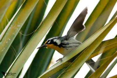 Yellow-throated Warbler (Dendroica dominica)