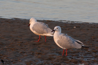 Slender-billed Gull (Chroicocephalus genei)