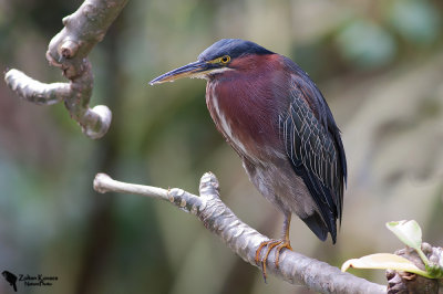 Green Heron (Butorides virescens)