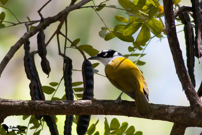 Black-crowned Palm-tanager (Phaenicophilus palmarum)