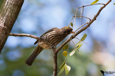 Palmchat (Dulus dominicus)