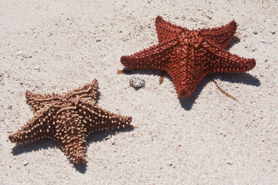 Sea stars