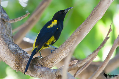 Hispaniolan Oriole _ endemic specie