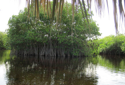 Mangrove