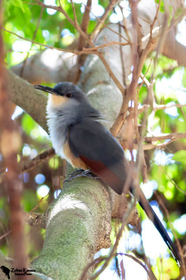 Hispaniolan Lizard Cuckoo (Coccyzus longirostris)