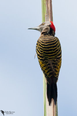 Hispaniolan Woodpecker (Melanerpes striatus)