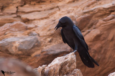 Brown-necked Raven (Corvus ruficollis)