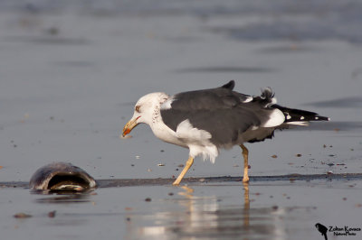 Heuglins Gull(Larus fuscus heuglini)