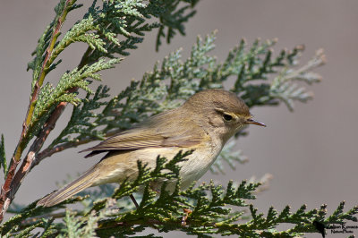 Common Chiffchaff(Phylloscopus collybita)