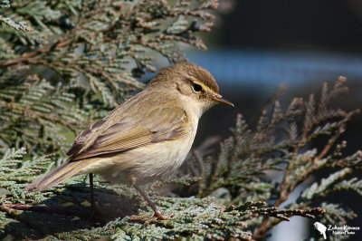 Common Chiffchaff(Phylloscopus collybita)