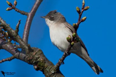 Lesser Whitethroat (Sylvia curruca)