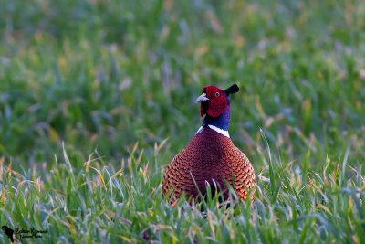 Common Pheasant (Phasianus colchicus)