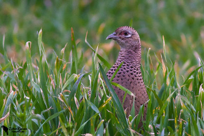 Common Pheasant (Phasianus colchicus)female