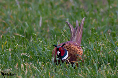 Common Pheasant (Phasianus colchicus)