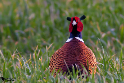 Common Pheasant