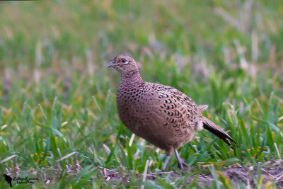 Common Pheasant (Phasianus colchicus)female