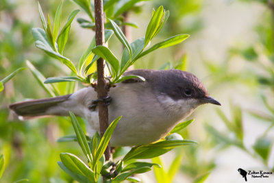 Lesser Whitethroat (Sylvia curruca)