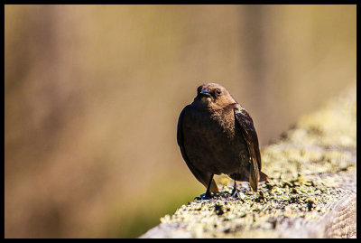 20130408-_MG_4941.jpg