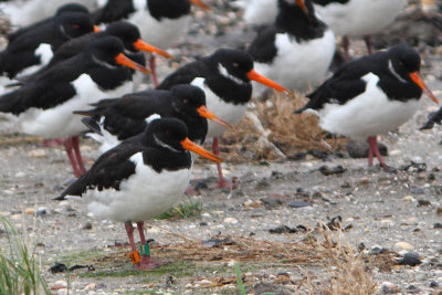 Haematopus ostralegus - Eurasian Oystercatcher