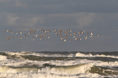 Calidris alpina -Dunlin