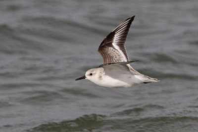 Calidris alba -Sanderling