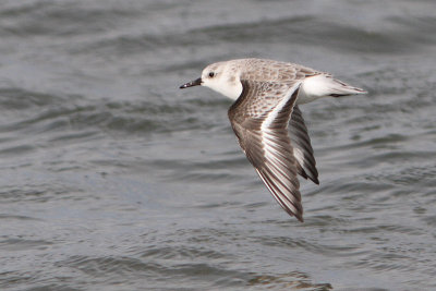 Calidris alba - Sanderling