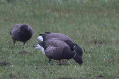 Branta bernicla - Brent Goose