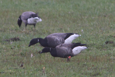 Branta bernicla - Brent Goose